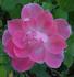 Pink Cardinal Hume rose photo
