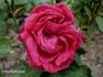Madame Henri Pereire rose photo