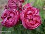 Madame Théobald Sernin rose photo