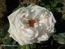 Madame Fortunée Besson rose photo