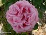 Monsieur de Montigny rose photo