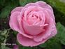 Président Lincoln rose photo