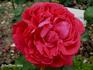 Madame Ernest Levavasseur rose photo