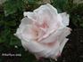 Silver Queen rose photo