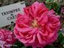 Triomphe de Caen rose photo