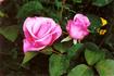 Ultimate Pink ™ rose photo