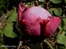 Abbé Berlèze rose photo