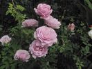 Oiseau Bleu rose photo