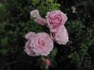 Oiseau Bleu rose photo