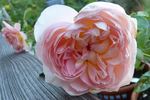 Erster Bürger rose photo