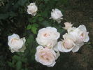 Cool Breeze rose photo