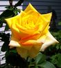 Mohana ® rose photo