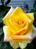 Mohana ® rose photo