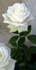 The Great White rose photo