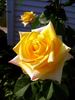 Mohana ® rose photo