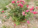 Bright Melody rose photo