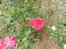 Red Dream rose photo