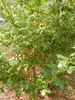 Lafter rose photo
