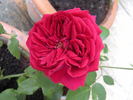 Reine Marguerite d'Italie (Hybrid Tea, Soupert rose photo