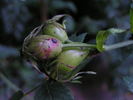 Pfänder's Canina rose photo
