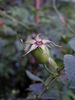 Pfänder's Canina rose photo