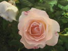 Cool Breeze rose photo