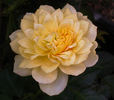Lemon Zest™ rose photo