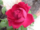Reine Marguerite d'Italie (Hybrid Tea, Soupert rose photo