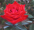 Lovers Lane ™ rose photo