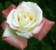 Lynette rose photo