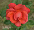 We Salute You ™ rose photo
