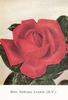 Mrs. Edward Laxton rose photo
