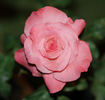 Mu Lan rose photo