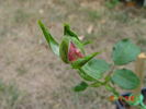 Pink Supreme rose photo