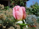 Pink Supreme rose photo