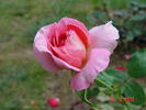 Pink Supreme rose photo