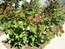 Sweet Promise ™ rose photo