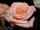 Vanessa Campello rose photo