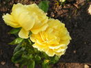 Duftgold ® rose photo
