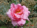 Pink Supreme rose photo