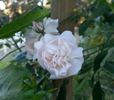 The Charlestonian rose photo