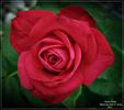 Power Point™ rose photo