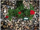 Power Point™ rose photo