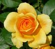 Golden Years rose photo