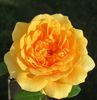Golden Years rose photo