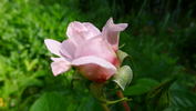 Bon Chance rose photo