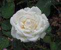 Paloma Blanca rose photo