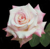 Suffolk rose photo