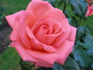 Sweet Promise ™ rose photo
