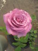 Vol de Nuit rose photo